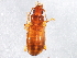  (Epaphius apicalis - 10PCCOL-0516)  @14 [ ] CreativeCommons - Attribution (2010) CBG Photography Group Centre for Biodiversity Genomics