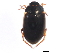  (Agabus phaeopterus - 10PCCOL-0568)  @14 [ ] CreativeCommons - Attribution (2010) CBG Photography Group Centre for Biodiversity Genomics