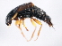  ( - 10PCCOL-0608)  @12 [ ] CreativeCommons - Attribution (2010) CBG Photography Group Centre for Biodiversity Genomics
