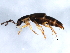  ( - 10PCCOL-0625)  @12 [ ] CreativeCommons - Attribution (2010) CBG Photography Group Centre for Biodiversity Genomics