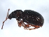  ( - 10PCCOL-0628)  @13 [ ] CreativeCommons - Attribution (2010) CBG Photography Group Centre for Biodiversity Genomics