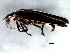  ( - 10PCCOL-0643)  @12 [ ] CreativeCommons - Attribution (2010) CBG Photography Group Centre for Biodiversity Genomics