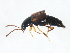  ( - 10PCCOL-0041)  @13 [ ] CreativeCommons - Attribution (2010) CBG Photography Group Centre for Biodiversity Genomics