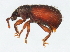  ( - 10PCCOL-0049)  @12 [ ] CreativeCommons - Attribution (2010) CBG Photography Group Centre for Biodiversity Genomics