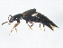  ( - 10PCCOL-0051)  @14 [ ] CreativeCommons - Attribution (2010) CBG Photography Group Centre for Biodiversity Genomics