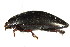  ( - PCPP10-0003)  @13 [ ] CreativeCommons - Attribution (2010) CBG Photography Group Centre for Biodiversity Genomics