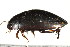  ( - PCPP10-0004)  @13 [ ] CreativeCommons - Attribution (2010) CBG Photography Group Centre for Biodiversity Genomics