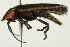  ( - PCPP10-0022)  @13 [ ] CreativeCommons - Attribution (2010) CBG Photography Group Centre for Biodiversity Genomics