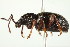  ( - PCPP10-0047)  @13 [ ] CreativeCommons - Attribution (2010) CBG Photography Group Centre for Biodiversity Genomics