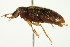  (Ptilodactylinae - PCPP10-0054)  @14 [ ] CreativeCommons - Attribution (2010) CBG Photography Group Centre for Biodiversity Genomics