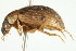  (Berosus peregrinus - PCPP10-0061)  @14 [ ] CreativeCommons - Attribution (2010) CBG Photography Group Centre for Biodiversity Genomics