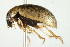  (Berosus fraternus - PCPP10-0062)  @14 [ ] CreativeCommons - Attribution (2010) CBG Photography Group Centre for Biodiversity Genomics