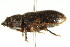  (Heterocerus fatuus - PCPP10-0065)  @13 [ ] CreativeCommons - Attribution (2010) CBG Photography Group Centre for Biodiversity Genomics