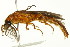  (Phengodes plumosa - PCPP10-0075)  @13 [ ] CreativeCommons - Attribution (2010) CBG Photography Group Centre for Biodiversity Genomics