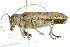  ( - PCPP10-0080)  @13 [ ] CreativeCommons - Attribution (2010) CBG Photography Group Centre for Biodiversity Genomics