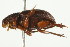  (Psammodius - PCPP10-0094)  @13 [ ] CreativeCommons - Attribution (2010) CBG Photography Group Centre for Biodiversity Genomics