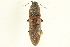  ( - 10PCCOL-0721)  @14 [ ] CreativeCommons - Attribution (2010) CBG Photography Group Centre for Biodiversity Genomics