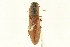  (Acteniceromorphus volitans - 10PCCOL-0723)  @14 [ ] CreativeCommons - Attribution (2010) CBG Photography Group Centre for Biodiversity Genomics