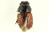  (Aphodius pedellus - 10PCCOL-0832)  @14 [ ] CreativeCommons - Attribution (2010) CBG Photography Group Centre for Biodiversity Genomics