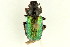  (Dichelonyx backii - 10PCCOL-0841)  @14 [ ] CreativeCommons - Attribution (2010) CBG Photography Group Centre for Biodiversity Genomics