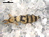  ( - BIOUG00184-08)  @13 [ ] CreativeCommons - Attribution  CBG Photography Group Centre for Biodiversity Genomics