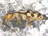  ( - BIOUG00184-08)  @13 [ ] CreativeCommons - Attribution  CBG Photography Group Centre for Biodiversity Genomics