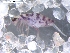  ( - BIOUG00185-74)  @13 [ ] CreativeCommons - Attribution  CBG Photography Group Centre for Biodiversity Genomics