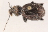  (Sphaeroderus nitidicollis brevoorti - 09BBECO-0128)  @13 [ ] CreativeCommons - Attribution (2010) Unspecified Centre for Biodiversity Genomics