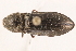 (Setasomus nitidulus - 09BBECO-0155)  @14 [ ] CreativeCommons - Attribution (2010) Unspecified Centre for Biodiversity Genomics