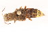  ( - 09BBECO-0261)  @13 [ ] CreativeCommons - Attribution (2010) Unspecified Centre for Biodiversity Genomics