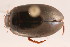  (Ilybius larsoni - 09BBECO-0265)  @14 [ ] CreativeCommons - Attribution (2010) Unspecified Centre for Biodiversity Genomics
