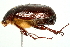  (Phyllophaga drakii - 09BBECO-0058)  @14 [ ] CreativeCommons - Attribution (2010) Unspecified Centre for Biodiversity Genomics