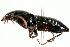  ( - 09BBECO-0082)  @13 [ ] CreativeCommons - Attribution (2010) Unspecified Centre for Biodiversity Genomics