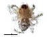  ( - BIOUG09839-D04)  @13 [ ] CreativeCommons - Attribution (2014) CBG Photography Group Centre for Biodiversity Genomics