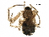  (Microlinyphia pusilla - BIOUG12562-H09)  @14 [ ] CreativeCommons - Attribution (2016) CBG Photography Group Centre for Biodiversity Genomics