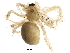  (Lepthyphantes intricatus - BIOUG12564-C04)  @14 [ ] CreativeCommons - Attribution (2016) CBG Photography Group Centre for Biodiversity Genomics