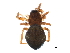  (Tapinocyba sp. 1GAB - BIOUG12570-D07)  @14 [ ] CreativeCommons - Attribution (2015) CBG Photography Group Centre for Biodiversity Genomics