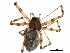  (Incestophantes duplicatus - BIOUG12577-G09)  @14 [ ] CreativeCommons - Attribution (2014) CBG Photography Group Centre for Biodiversity Genomics