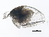  (Pleuroxus denticulatus - 10BBCRU-0134)  @13 [ ] CreativeCommons - Attribution (2010) CBG Photography Group Centre for Biodiversity Genomics