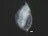 ( - BIOUG02838-A12)  @13 [ ] CreativeCommons - Attribution (2012) CBG Photography Group Centre for Biodiversity Genomics