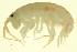  ( - 10BBCRU-0063)  @14 [ ] CreativeCommons - Attribution (2010) CBG Photography Group Centre for Biodiversity Genomics
