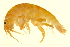  (Apohyale pugettensis - BIOUG00940-H01)  @14 [ ] CreativeCommons - Attribution (2011) CBG Photography Group Centre for Biodiversity Genomics