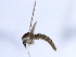  ( - 10BBCDIP-0757)  @12 [ ] CreativeCommons - Attribution (2010) CBG Photography Group Centre for Biodiversity Genomics