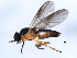  ( - 10BBCDIP-0768)  @13 [ ] CreativeCommons - Attribution (2010) CBG Photography Group Centre for Biodiversity Genomics