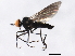  ( - 10BBCDIP-0900)  @14 [ ] CreativeCommons - Attribution (2010) CBG Photography Group Centre for Biodiversity Genomics