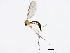  ( - 10BBCDIP-0932)  @13 [ ] CreativeCommons - Attribution (2010) CBG Photography Group Centre for Biodiversity Genomics