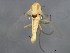  ( - 10BBCDIP-0977)  @13 [ ] CreativeCommons - Attribution (2010) CBG Photography Group Centre for Biodiversity Genomics