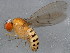  (Drosophila recens - 10BBCDIP-1028)  @14 [ ] CreativeCommons - Attribution (2010) CBG Photography Group Centre for Biodiversity Genomics