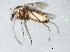  ( - 10BBCDIP-1099)  @13 [ ] CreativeCommons - Attribution (2010) CBG Photography Group Centre for Biodiversity Genomics