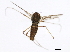  ( - 10BBCDIP-1153)  @12 [ ] CreativeCommons - Attribution (2010) CBG Photography Group Centre for Biodiversity Genomics